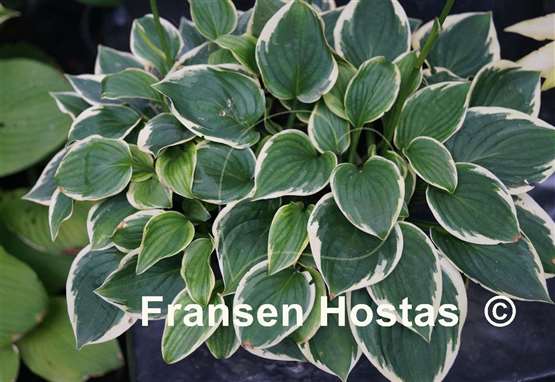 Hosta Winsome